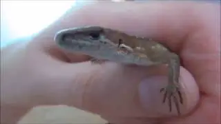 Позитивная история спасения ящерки / ЛапУшки Котейки