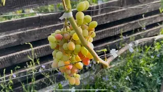 Table grapes, protection against sunburn.