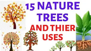 15 Nature Trees and Their Uses|| Primary Art Lesson