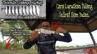 Tarpon Ikan Bulan Frenzy..Guna Teknik Orang Lama (||EP049)