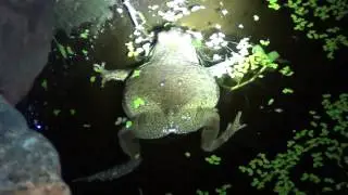 Call of the African Red Toad