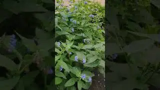 VID 20200604 100919