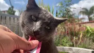 Inaba Churu Cat Treats | Furriends Corner