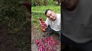 Japanese sweet potato