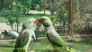 Попугайчики #140 лучшие моменты