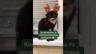 Кот говорящий рот. Когда наконец посетило Новогоднее настроение...