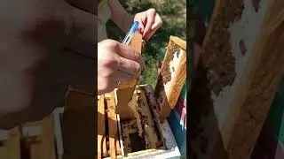 Проверка нуклеусов, Бакфаст в работе!!!