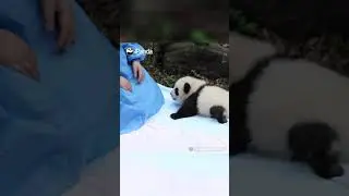 Какая панда на ощупь|CCTV Русский