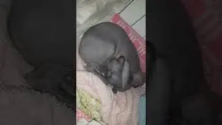 Оторвали котёнка сфинкса от мамы. Кот удочерил котёнка и позволяет сосать себя.
