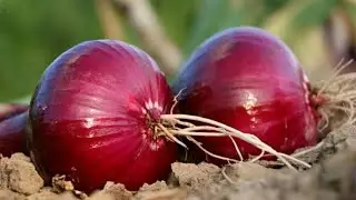 AMAZING!!ONION LARGEST HARVEST || agriculture technology