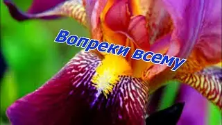 ВОПРЕКИ ВСЕМУ. НАДЕЖДА +