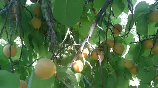 Кучкак урик хосилини курамиз майдонда