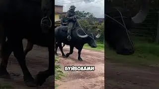 Police on water buffalos? What an incredible way to patrol! 