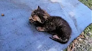 Abandoned kittens at the side of a Busy Highway. 2021