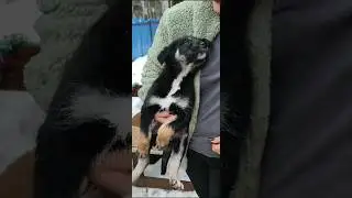 Подкидыши... #щенки #приютдлясобак #спб #приютполянка #ищетдом