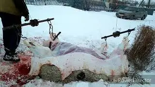 (+18) забой быка