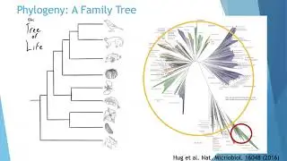 Explore the Tree of Life: Bacteria & Archaea