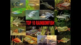 😍🐟🐠😍 TOP 10 RAINBOWFISH😍🐟🐠😍 PACIFIC FISH FOR AQUARIUM😍🐟🐠😍PECES ARCOIRIS 10 MAS BELLOS😍🐟🐠😍