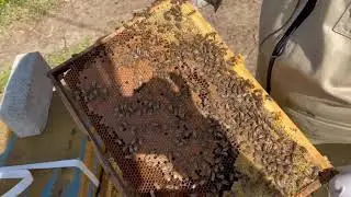 Развитие семьи с 4 рамок