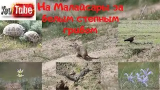 В Малайсары за грибами/ На поиски белого/ Куда делись грибы?/ Апрель2021/