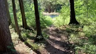 Релакс. Прогулка в сосновом бору в Русальи.