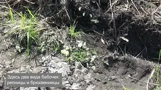 Репницы и бруквенницы на грязи
