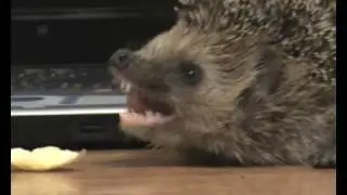 Ёжик зевает