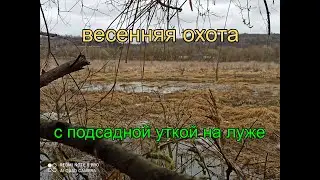 Весенняя охота с подсадной уткой на луже