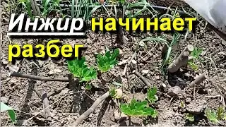 Инжир. Начинается активная вегетация нового сезона. 2023 04 23