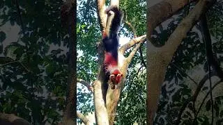 Malabar giant squirrel  is a large multi-coloured tree squirrel species 