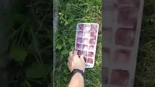 В зоопарке от жары питомцев спасают мороженым