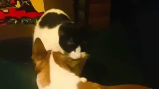 Кошка моет минибуля.
