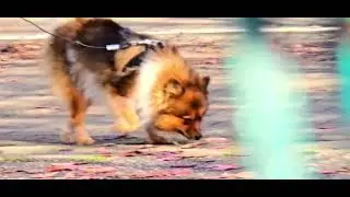 Pomeranian Show