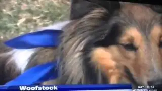 Woofstock 2013 - Me on the news.