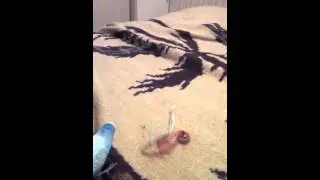 Попугай и колокольчик