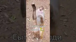 Подходи за Бананом 🍌 