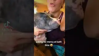 Pup asking for mercy at bath time. #puppy #pitbullsofficial