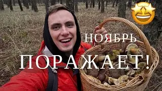 ГРИБНОЙ сезон в РАЗГАРЕ! Море БЕЛЫХ, ПОЛЬСКИХ и МАСЛЯТ! Грибы в Ноябре!