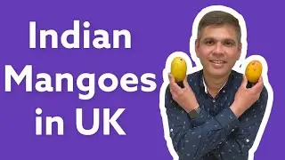 Delicious Indian Mangoes in UK #startupbusinesssaturday #zingoxfoods #alphonso #kesar #mangoes