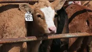Advances in Cattle Production: Six Generations