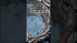 FERTILE VS NON FERTILE ZEBRA FINCH EGGS 🪺👀