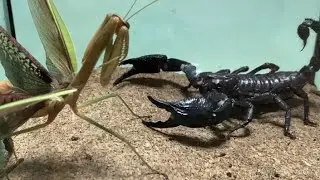 【異種格闘技戦】オオカマキリvsチャグロサソリ Praying mantis vs Asian forest scorpion【凶暴】