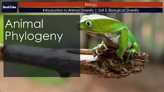 Animal Phylogeny | Introduction to Animal Diversity | Unit 5. Biological Diversity