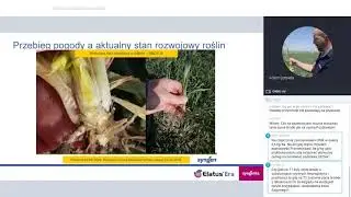 Aktualna sytuacja a ochrona fungicydowa zbóż - zapis webinaru z firmą Syngenta
