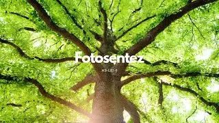 Fotosentez