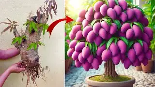 How to Grafting Mango Tree With banana  For Fast Rooting and Fruit