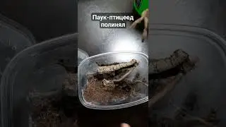Линька паука-птицееда Psalmopoeus Cambridgei #животные#shorts#паук#spider#tarantula#паукптицеед