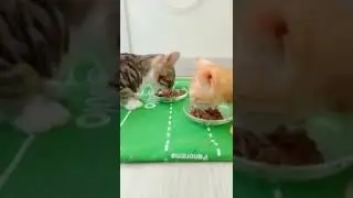 AMAZİNG CAT SERİES:1satisfying video ANİMALS VİDEO Kate Kuray  CUTE ANİMALS - CAT VLOG funny moments