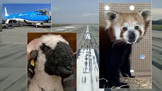 Reptér a kulisszák mögött: panda és bárány a fedélzeten (Ep. 313)