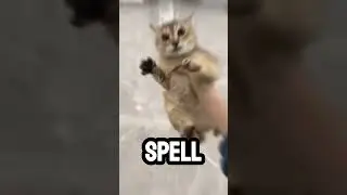 Cat Captured by Evil Magician #shorts #heartbreaking #animals #magnetism